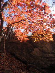 Acer pseudosieboldianum
