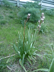 Asphodelus