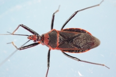 Rhynocoris