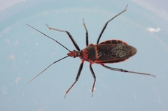 Rhynocoris