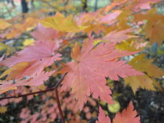 Acer pseudosieboldianum