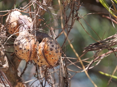 Hakea drupacea
