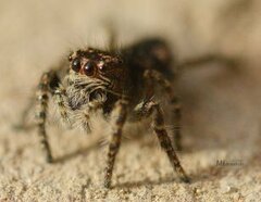 Philaeus chrysops