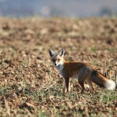 Vulpes vulpes barbara