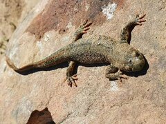 Pleurodeles nebulosus
