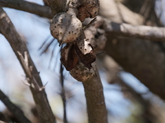 Hakea drupacea