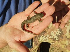 Pleurodeles nebulosus