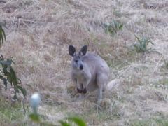 Osphranter robustus erubescens