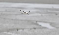 Saundersilarus saundersi