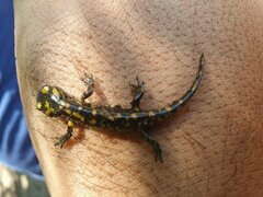 Salamandra algira