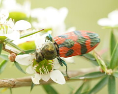 Castiarina delectabilis