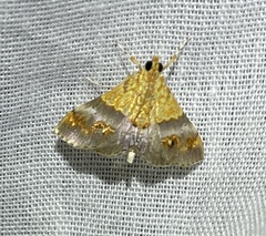 Tetracona amathealis