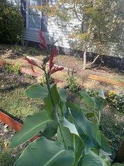 Canna indica