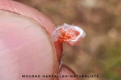 Salticidae