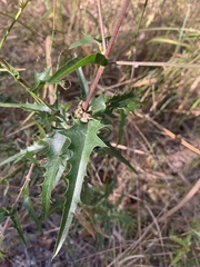 Podolobium ilicifolium