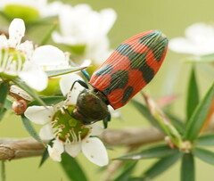 Castiarina delectabilis
