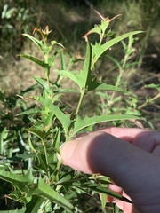 Podolobium ilicifolium