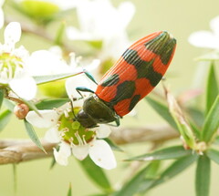 Castiarina delectabilis