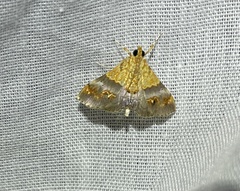 Tetracona amathealis