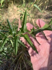 Podolobium ilicifolium