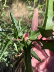 Podolobium ilicifolium