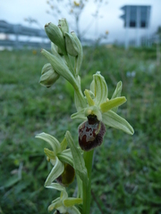Ophrys sphegodes