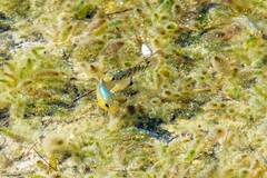 Cyprinodon riverendi