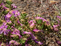 Drosanthemum hispidum