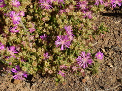 Drosanthemum hispidum