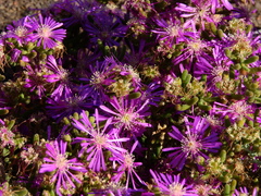 Drosanthemum hispidum