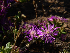 Drosanthemum hispidum