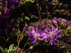 Drosanthemum hispidum