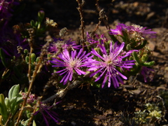 Drosanthemum hispidum