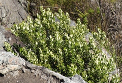 Phylica buxifolia