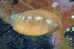 Cryptoplax striata