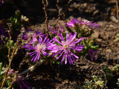 Drosanthemum hispidum