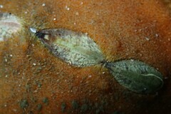 Cryptoplax striata