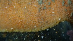 Cryptoplax striata
