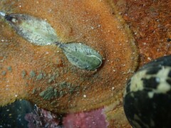 Cryptoplax striata