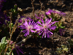 Drosanthemum hispidum