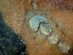 Cryptoplax striata