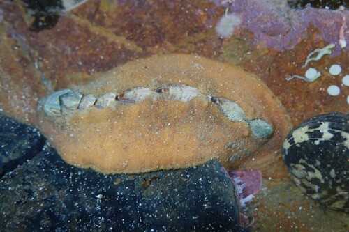 Cryptoplax striata (Lamarck, 1819)