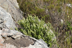 Phylica buxifolia