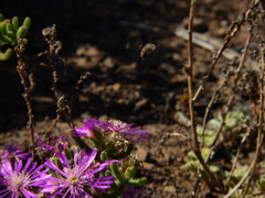 Drosanthemum hispidum
