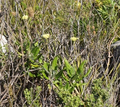 Hermas villosa