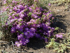 Drosanthemum hispidum