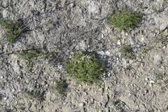 Asperula tephrocarpa
