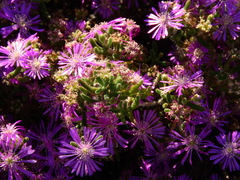 Drosanthemum hispidum