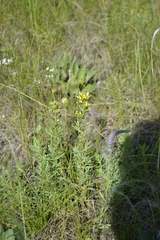 Hypericum elegans