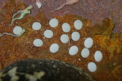 Nerita albicilla